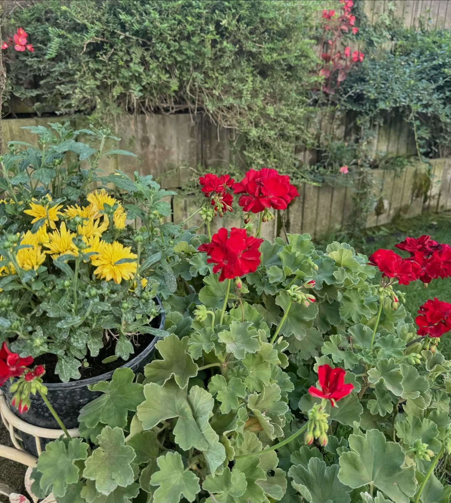 Andreea Marin se laudă cu legumele, fructele și florile din grădina ei: „Crescute fără chimicale, doar cu iubire, grijă, soare și apă”
