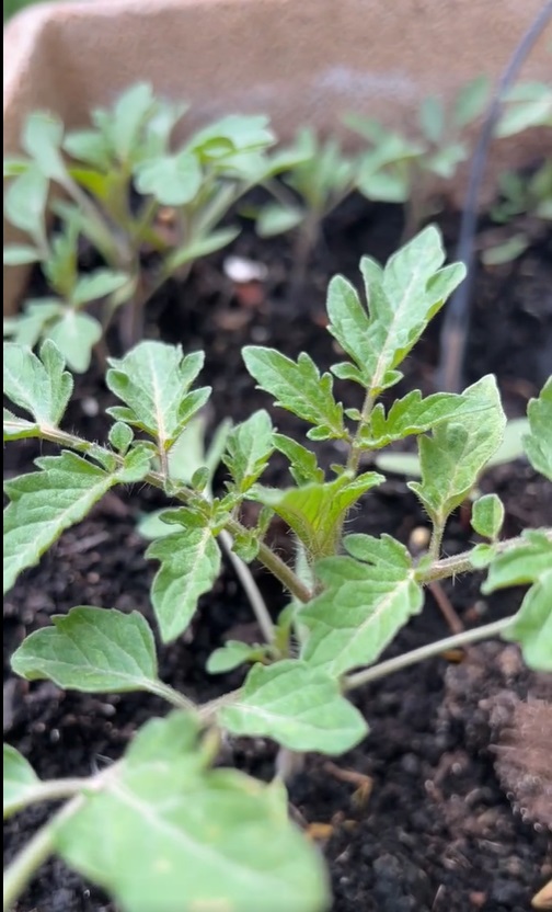 Imagini noi din grădina Andreei Marin. Are mulți trandafiri înfloriți, dar și plante aromatice, spanac și răsaduri de roșii