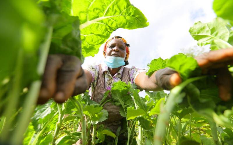From weed to delicacy: Kenya’s poor man’s food with health and fiscal benefits