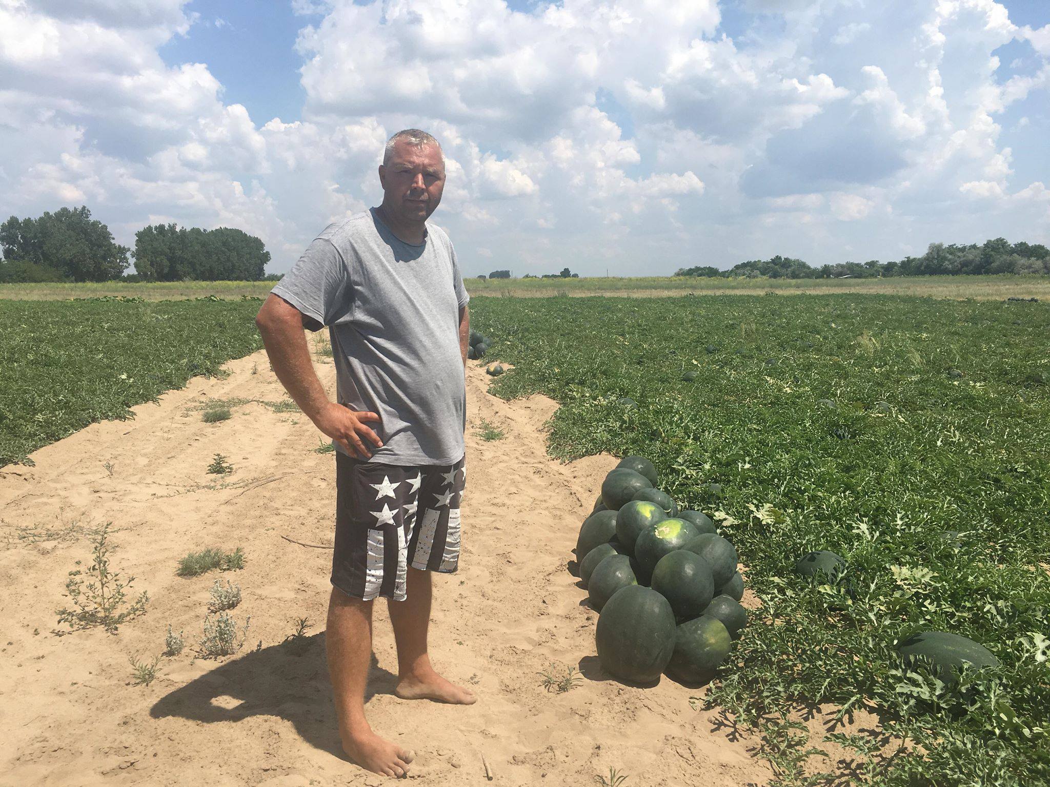 REPORTAJ/ S-a copt lubenița! Dulcele de Dăbuleni va ajunge pe mesele suedezilor. Pe piața românescă n-au fost cerințe! / FOTO