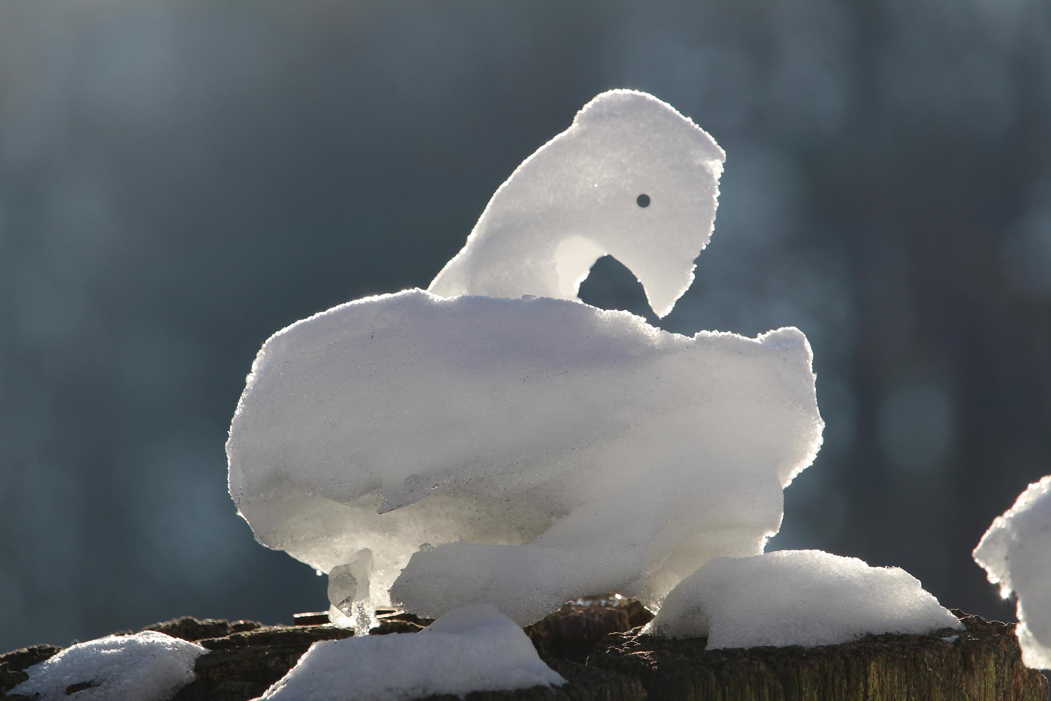 Fenomen absolut bizar la Sarmizegetusa Regia. Natura a sculptat păsări albe la Marele Templu Circular
