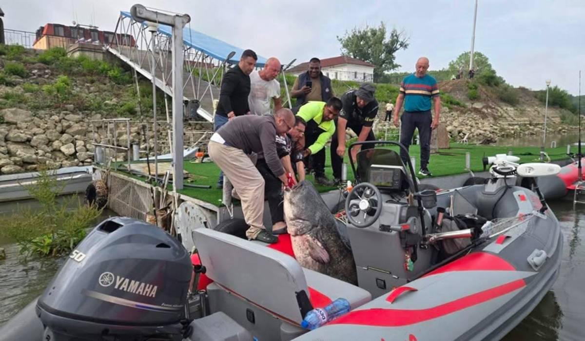 Un somn de aproape trei metri, 150 kg și o vârstă de peste 35 de ani a fost prins de un grup de pescari pe Dunăre | VIDEO