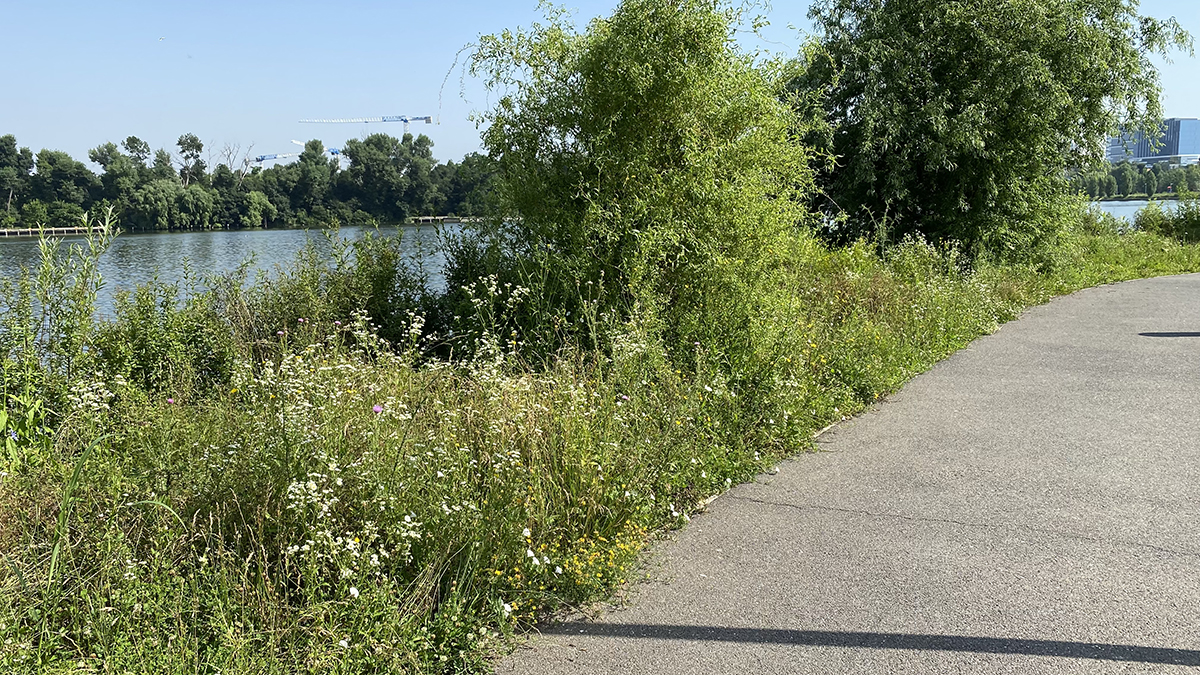 Jungla din nordul Bucureștiului. Cum au ajuns să arate două dintre „oazele de relaxare” ale Capitalei