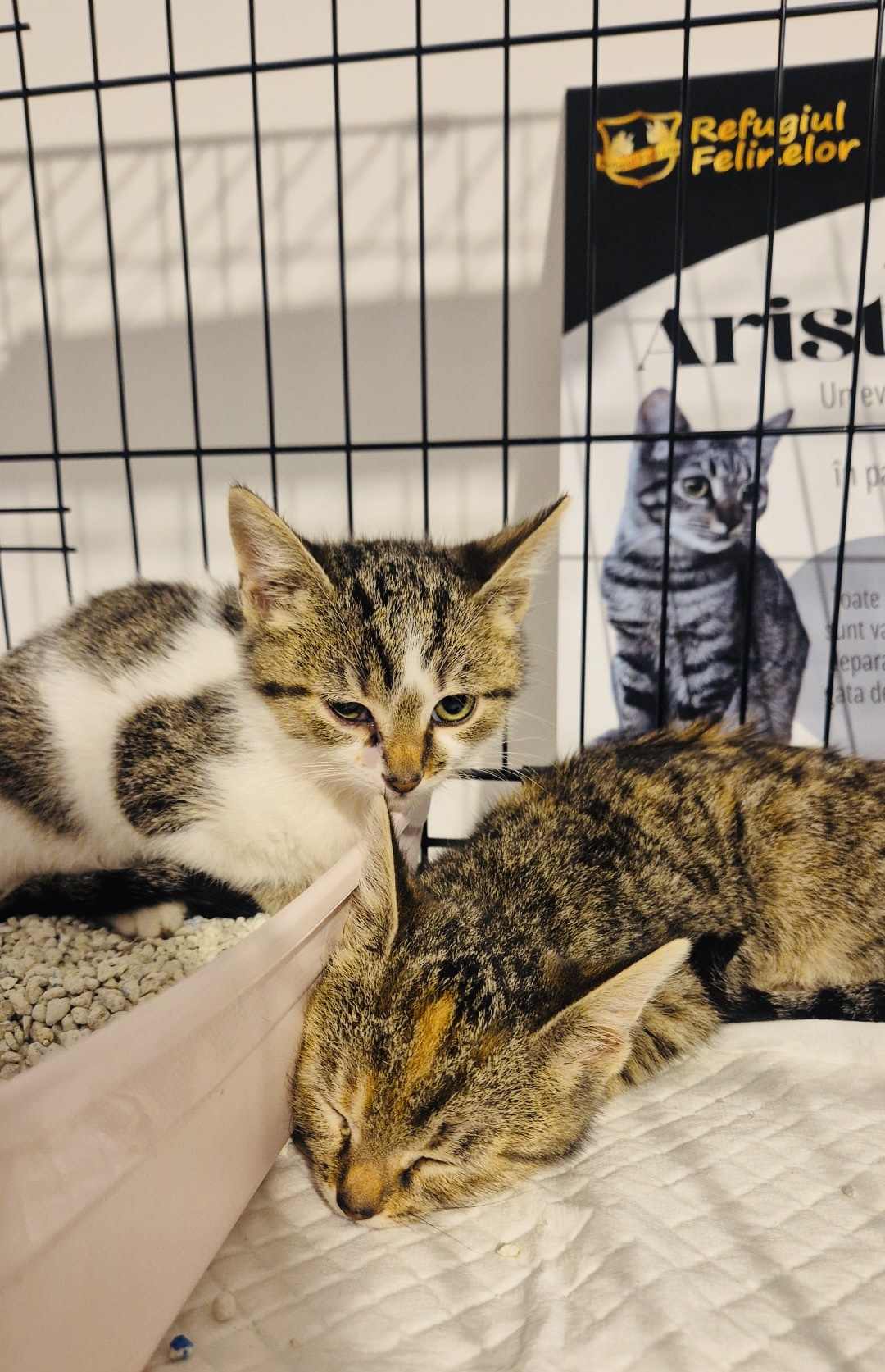 Casa de avocatură transformată în târg de adopție pentru pisici. Povestea pisicilor Aristo și Crat. Marius Todeancă, avocat: „Responsabilitatea față de animale este un semn de civilizație, nu un hobby”