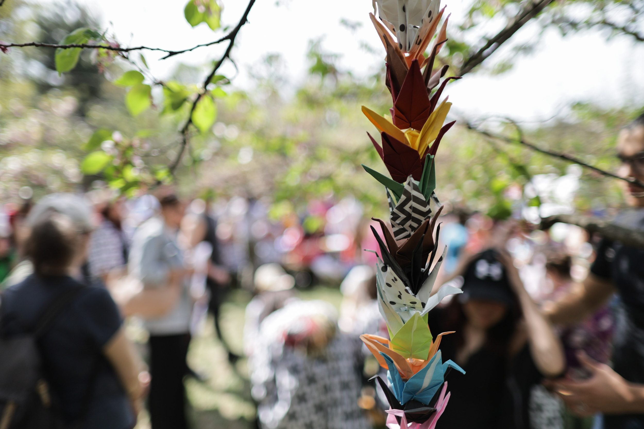FOTO. Au înflorit cireșii în Grădina Japoneză din Parcul Herăstrău. Sute de persoane au asistat la „Festivalul Florilor de Cireș”