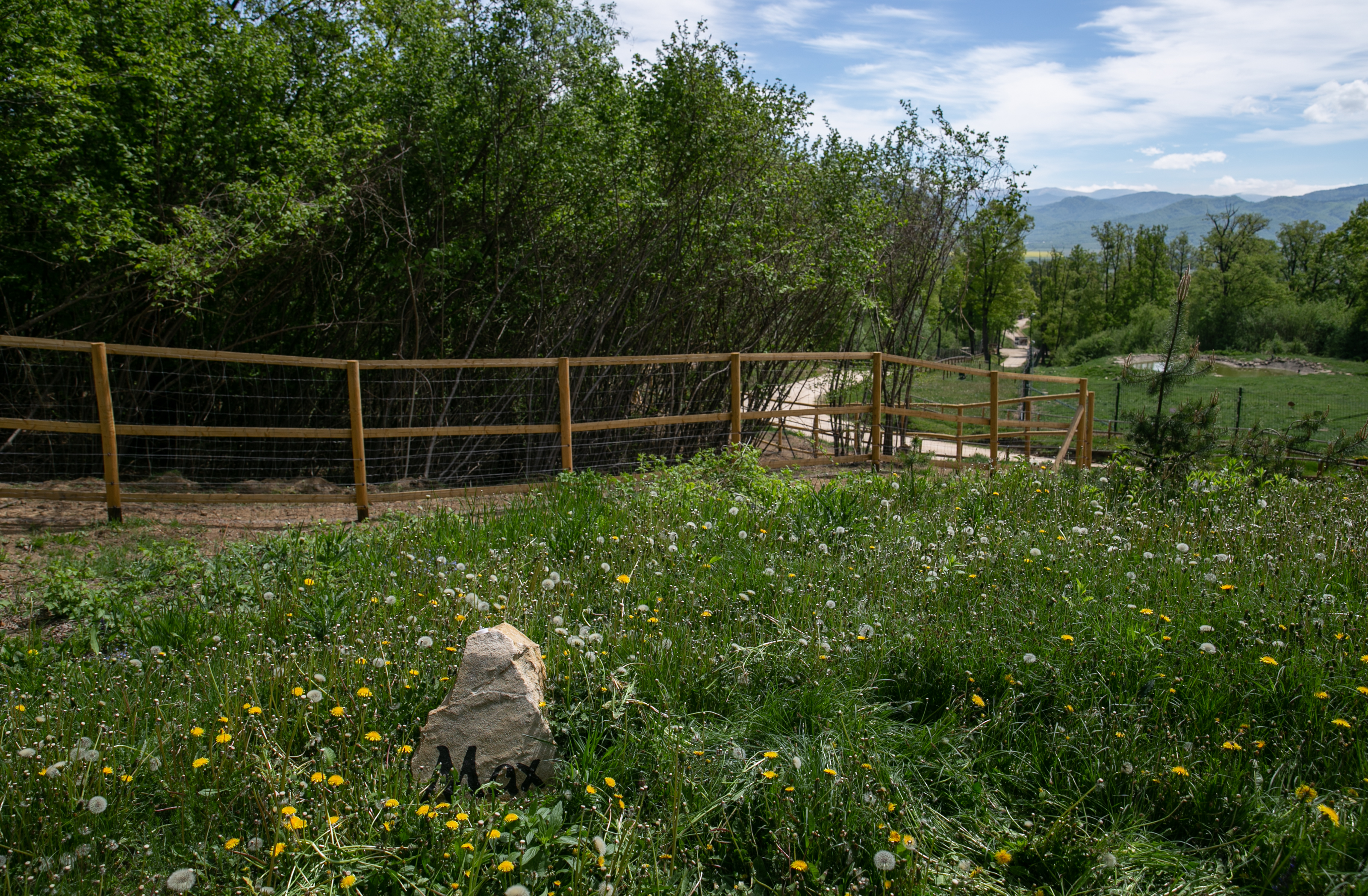 Sanctuarul de la Zărnești, fără vizitatori și fără donații în vremea pandemiei. Urșii cu povești triste au traume și ticuri de copii orfani