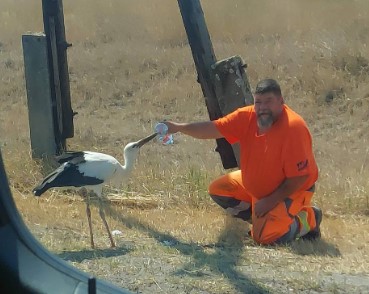 Megszólalt a Blikknek a gólyasuttogó közutas: "Rögtönöznöm kellett, hogy meg tudjam itatni a gólyát"