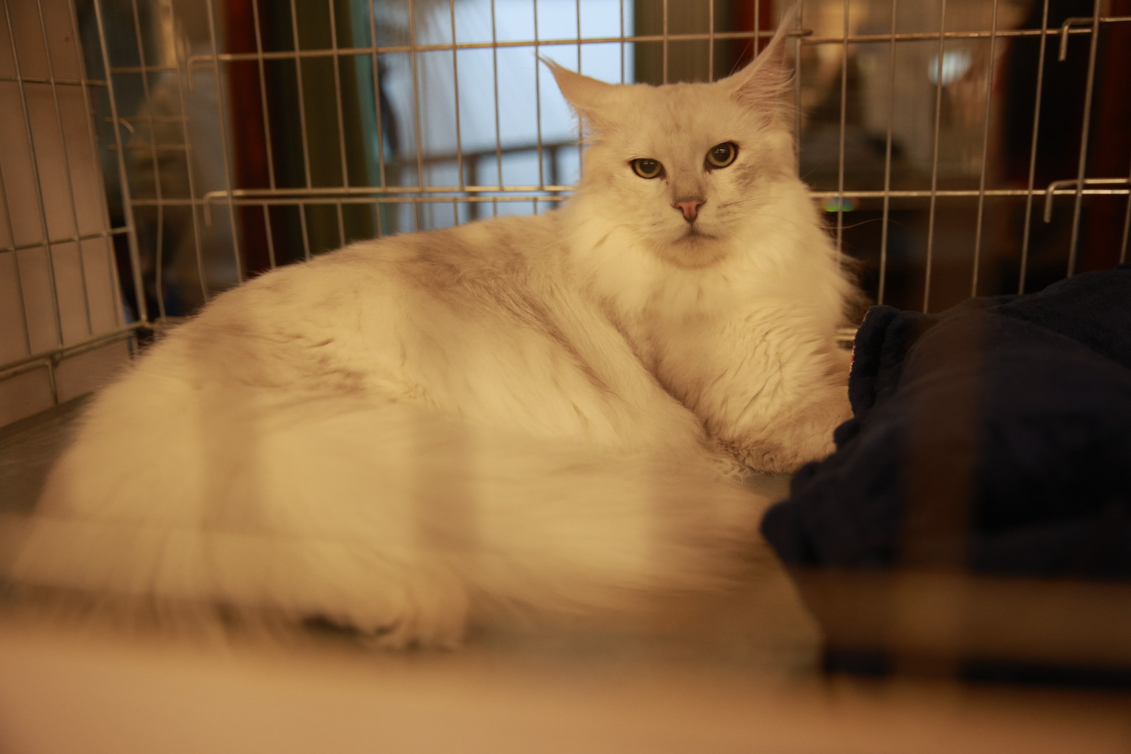 Pisici de top, priviri hipnotizante și povești spectaculoase. Cum a fost la Salonul Felin Internațional SofistiCAT