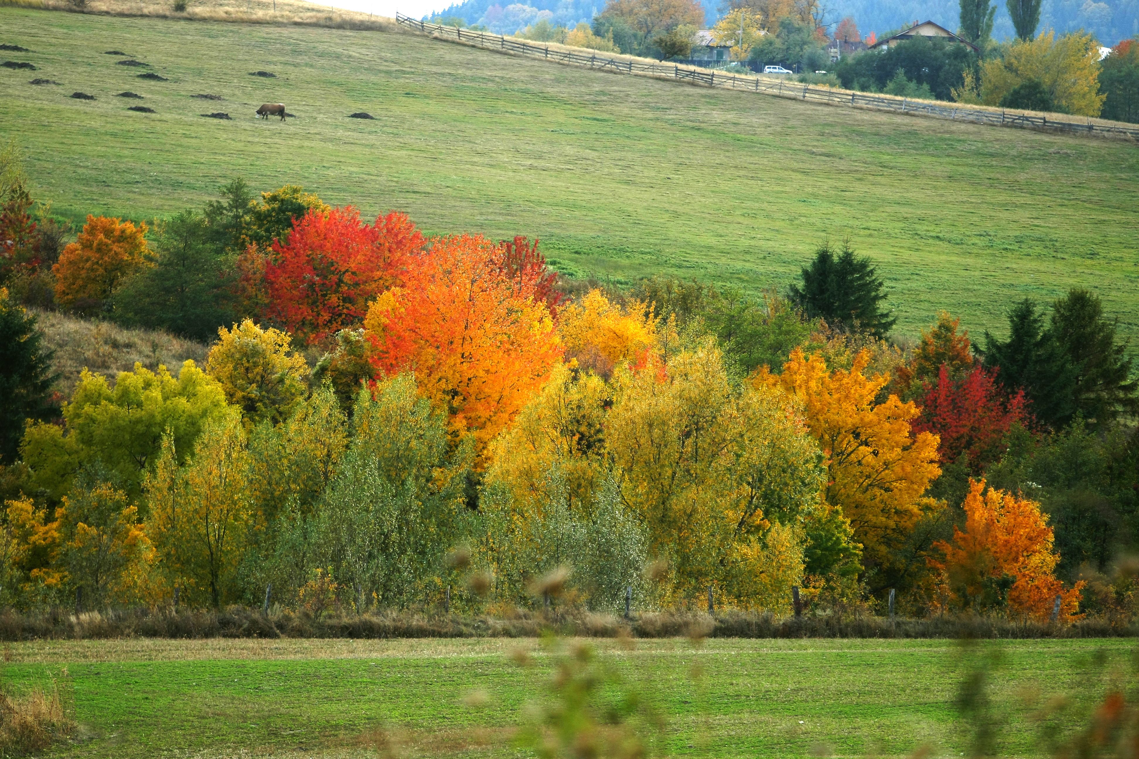 Fotografii prin lumea lui Mihai Eminescu. Toamna colorează spectaculos ”Codrii de aramă” și ”Pădurea de argint”