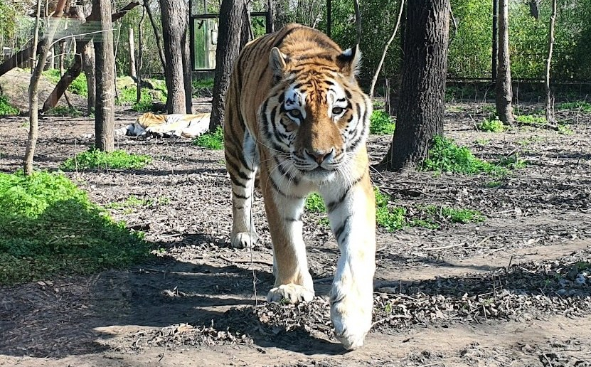 Elaltatták Igort, a Szegedi Vadaspark ikonikus szibériai tigrisét: ez az oka