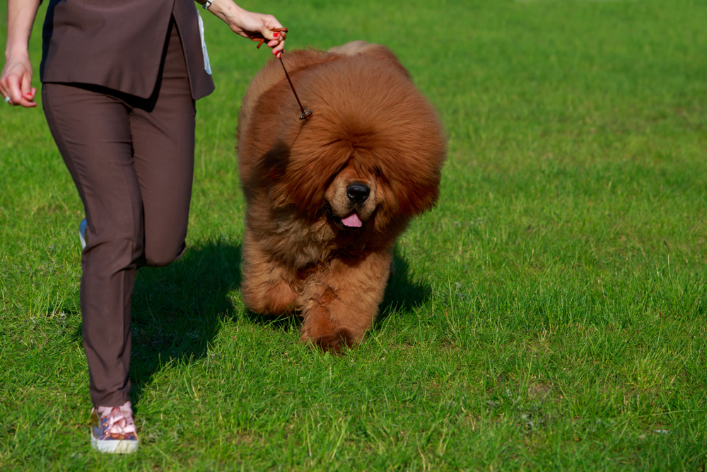 Mastiff Tibetan - ce caracteristici are și cum se dresează unul dintre cei mai puternici câini