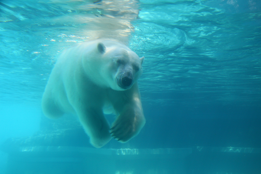 Curiozități despre ursul polar