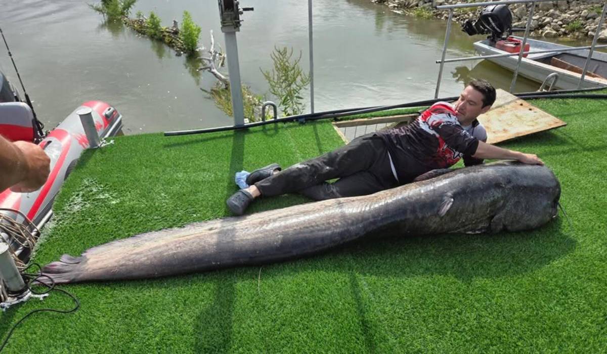 Un somn de aproape trei metri, 150 kg și o vârstă de peste 35 de ani a fost prins de un grup de pescari pe Dunăre | VIDEO