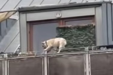 Súlyos kutyabaleset Érden, ki a felelős? - Négy emelet magasban, az erkélykorláton egyensúlyozott az eb, majd a mélybe zuhant - videó!