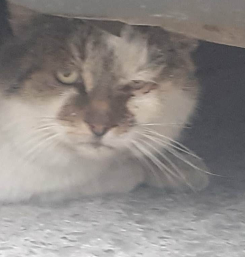 Mai multe pisici din Ilfov, vânate cu arbaleta. Poliția face verificări