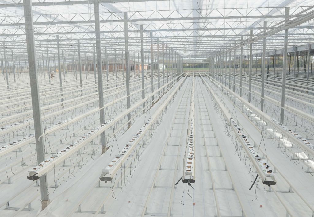 REPORTAJ | Ștrand transformat în seră de roșii pe model olandez, în Timiș. Încălzirea se face cu apă termală, iar la creșterea roșiilor se folosește nuca de cocos| FOTO