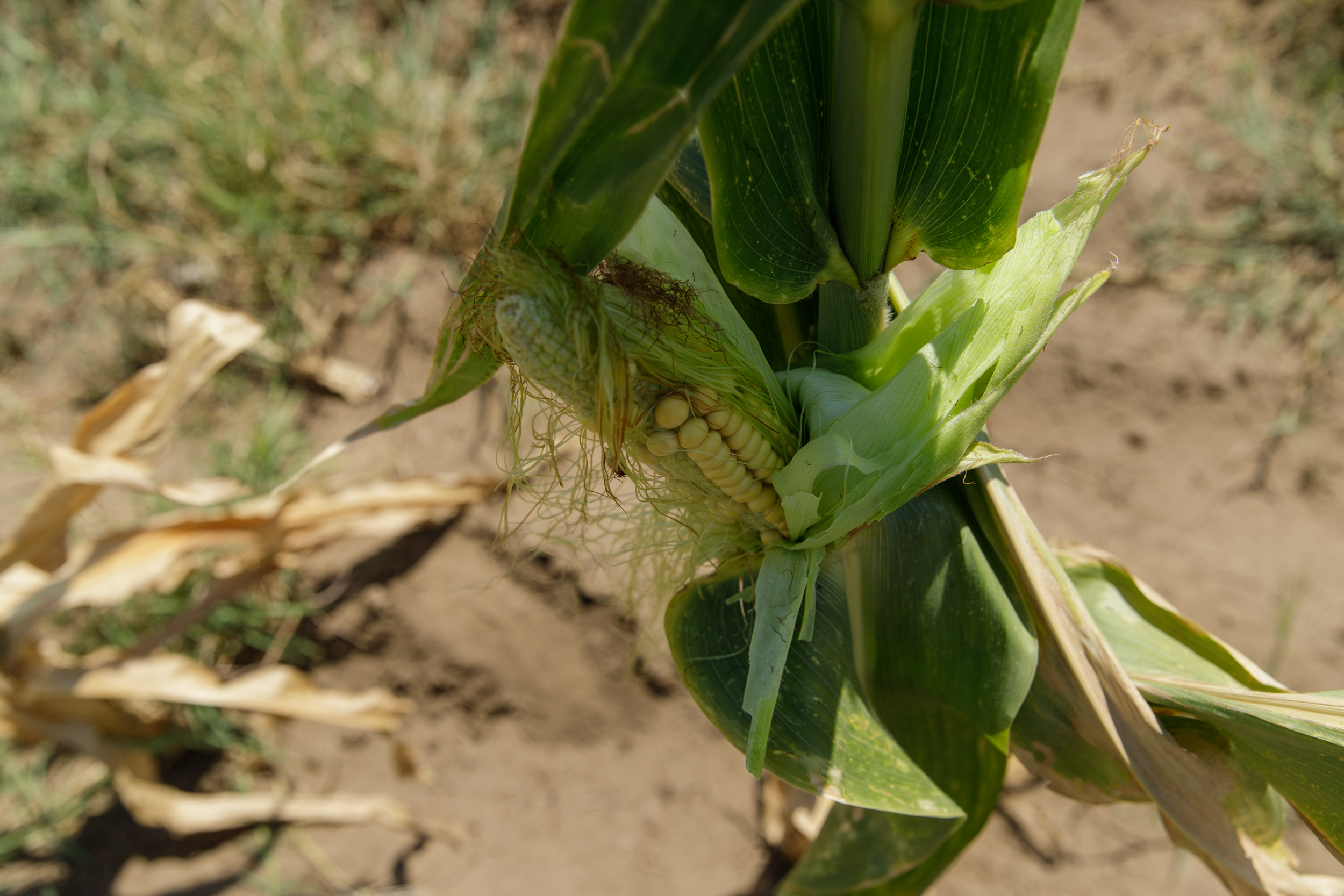 FOTOREPORTAJ Cum arată seceta într-o comună cu finanţări de jumătate de milion de euro pentru agricultori: după subvenţii, deşertul