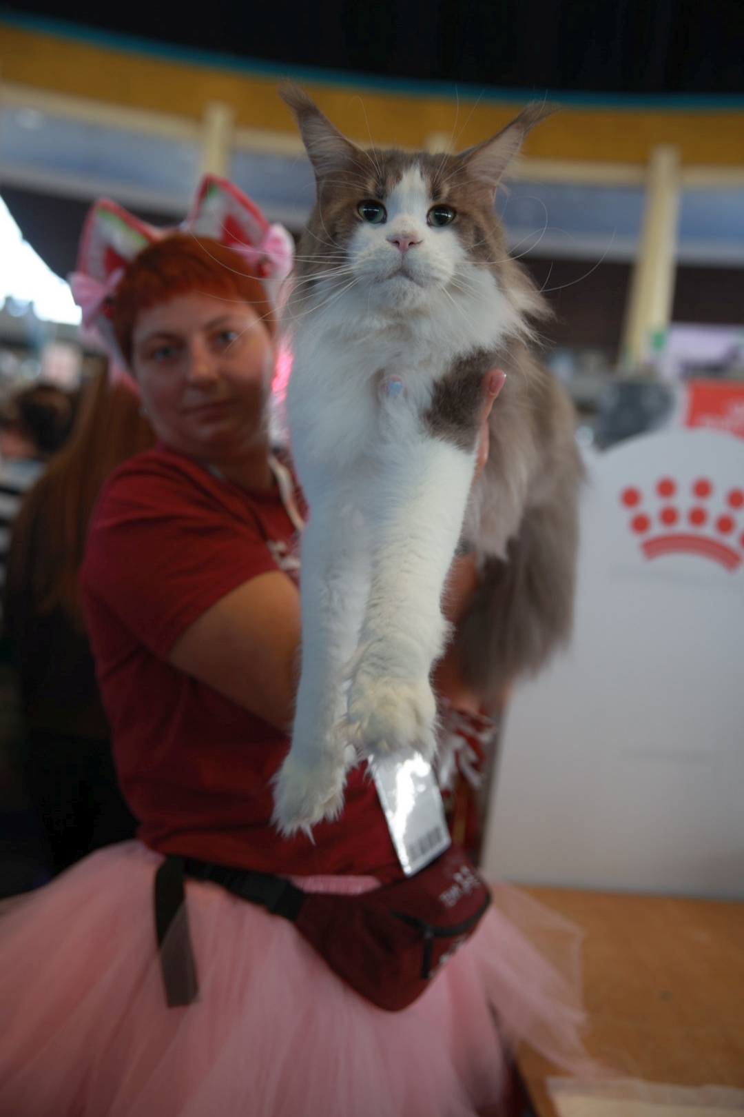 Libertatea a mers la Campionatul Mondial Felin. Bucureștiul, capitala mondială a pisicilor: peste 750 de feline din întreaga lume au strălucit la Romexpo