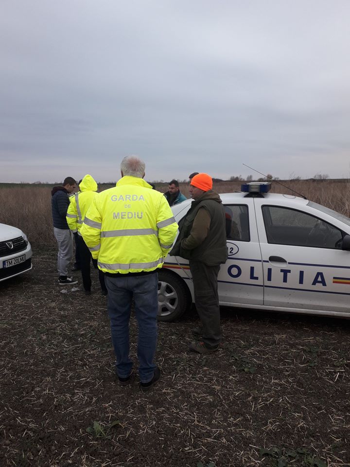Animale otrăvite pe câmp de substanțele toxice folosite de o firmă care cultiva rapiță în Timiș