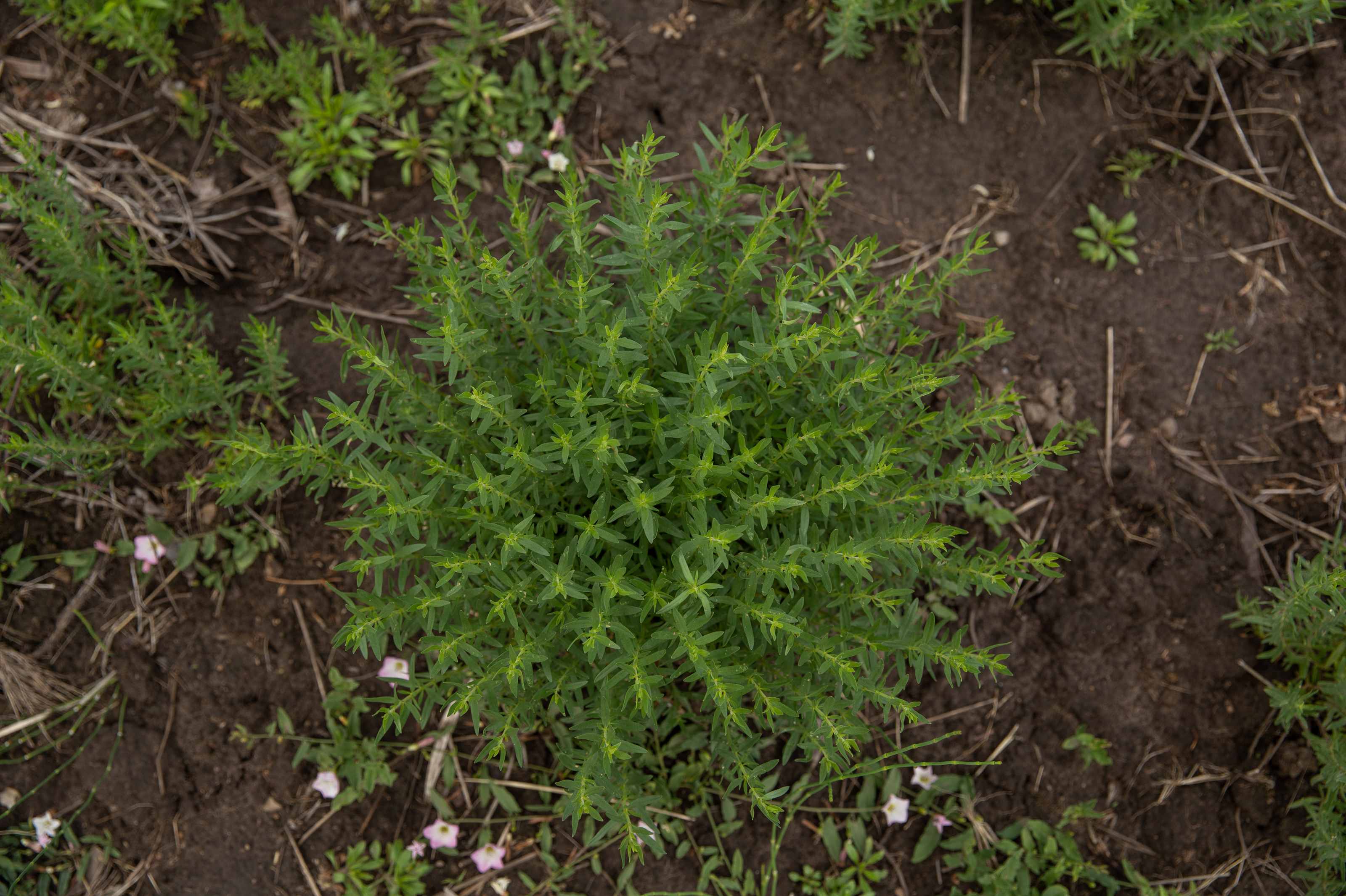 Îmblânzitorul de lavandă și mușețel. Pasionat de plantele medicinale, cercetătorul Nicolai Ungureanu a creat reţete proprii de ceaiuri naturale