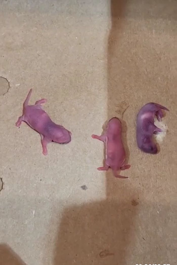 Pui de șoareci, într-o cutie cu banane la Lidl Lugoj. Reacția magazinului după filmarea cu animalele vii apărută pe internet