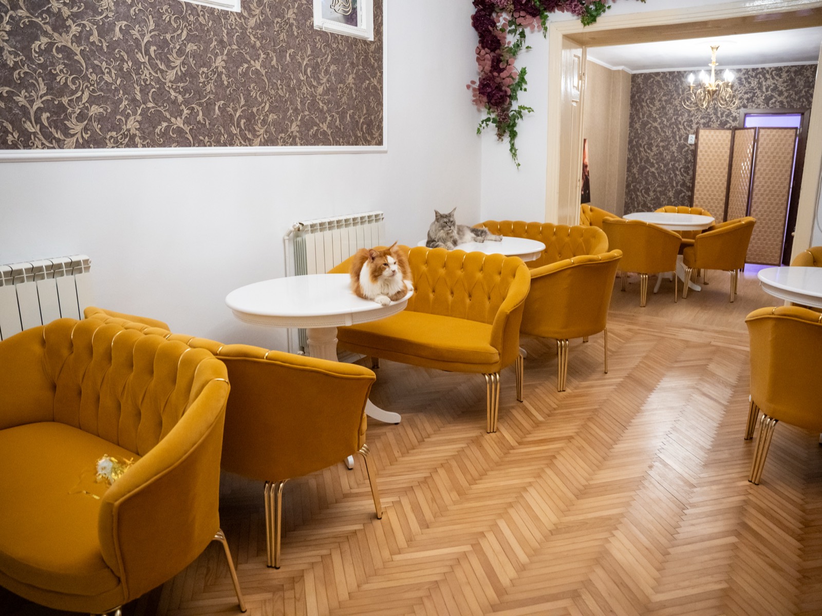 Prima cafenea cu pisici Maine Coon din România se deschide în București. Unde se află locația, prețurile din meniu și regulile casei