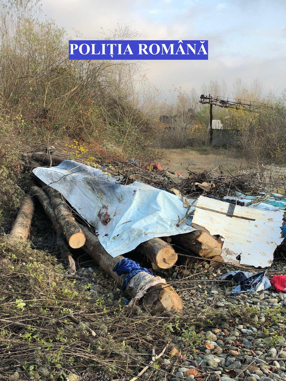 Operațiuni ilegale cu lemn, în județul Caraș-Severin. Polițiștii au confiscat peste 100 de metri cubi de material lemnos