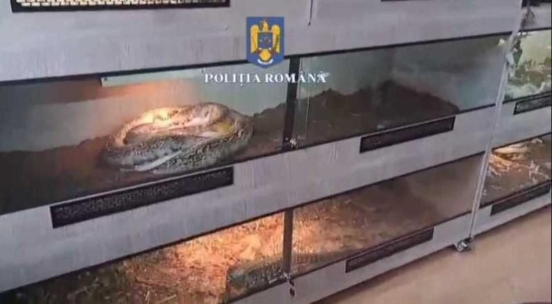 Șerpi, tarantule și scorpioni, într-un apartament din Ploiești: peste 150 de animale au fost găsite în casa unui tânăr. Ce le-a motivat polițiștilor