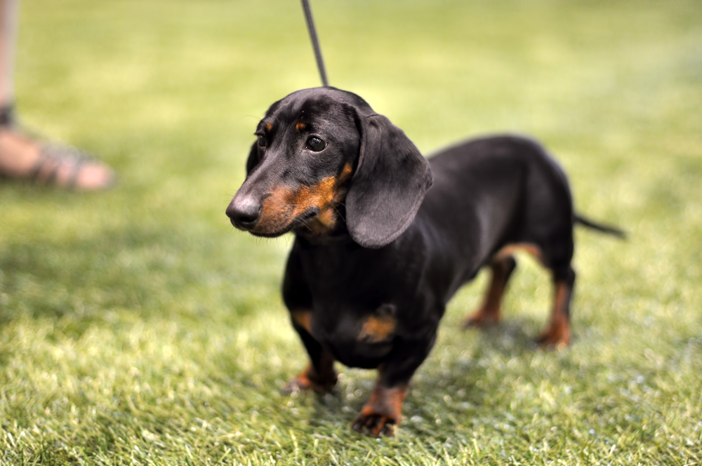 Rasa Dachshund - personalitatea celui mai cunoscut câine de vânătoare