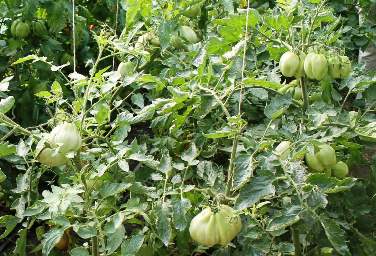 Un arădean cultivă 40 de soiuri de roşii de pe toate continentele | GALERIE FOTO