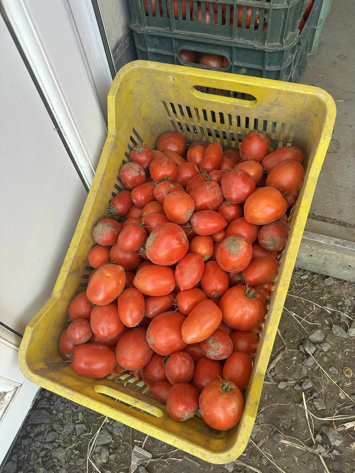 Cât costă un kilogram de roșii la producătorii din Delta Dunării. Le cultivă pe câmpul pe care îl irigă și le vând la tarabă, pe marginea șoselei