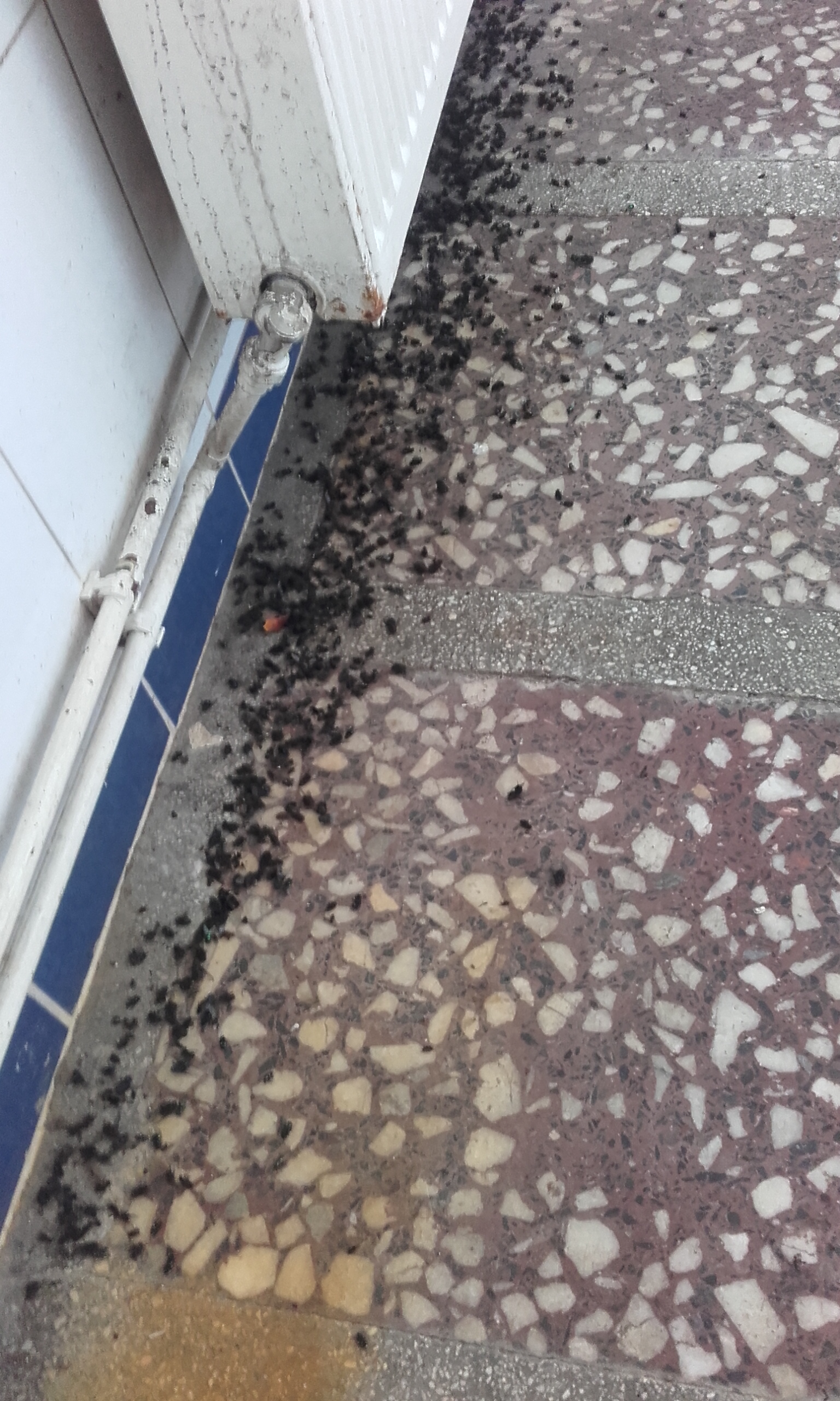 Două tone de carne în putrefacţie, găsite de inspectorii DSV într-un abator din Codlea