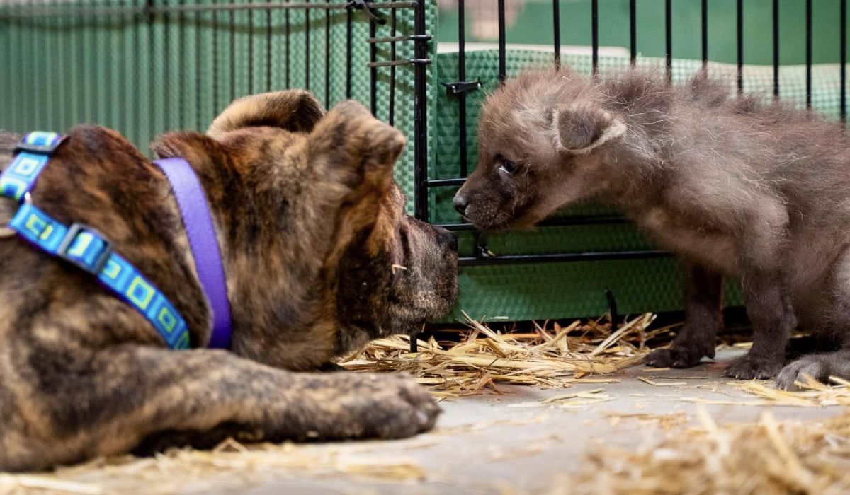 Un pui de lup orfan și un câine abandonat sunt de neseparat. Povestea unei prietenii neașteptate