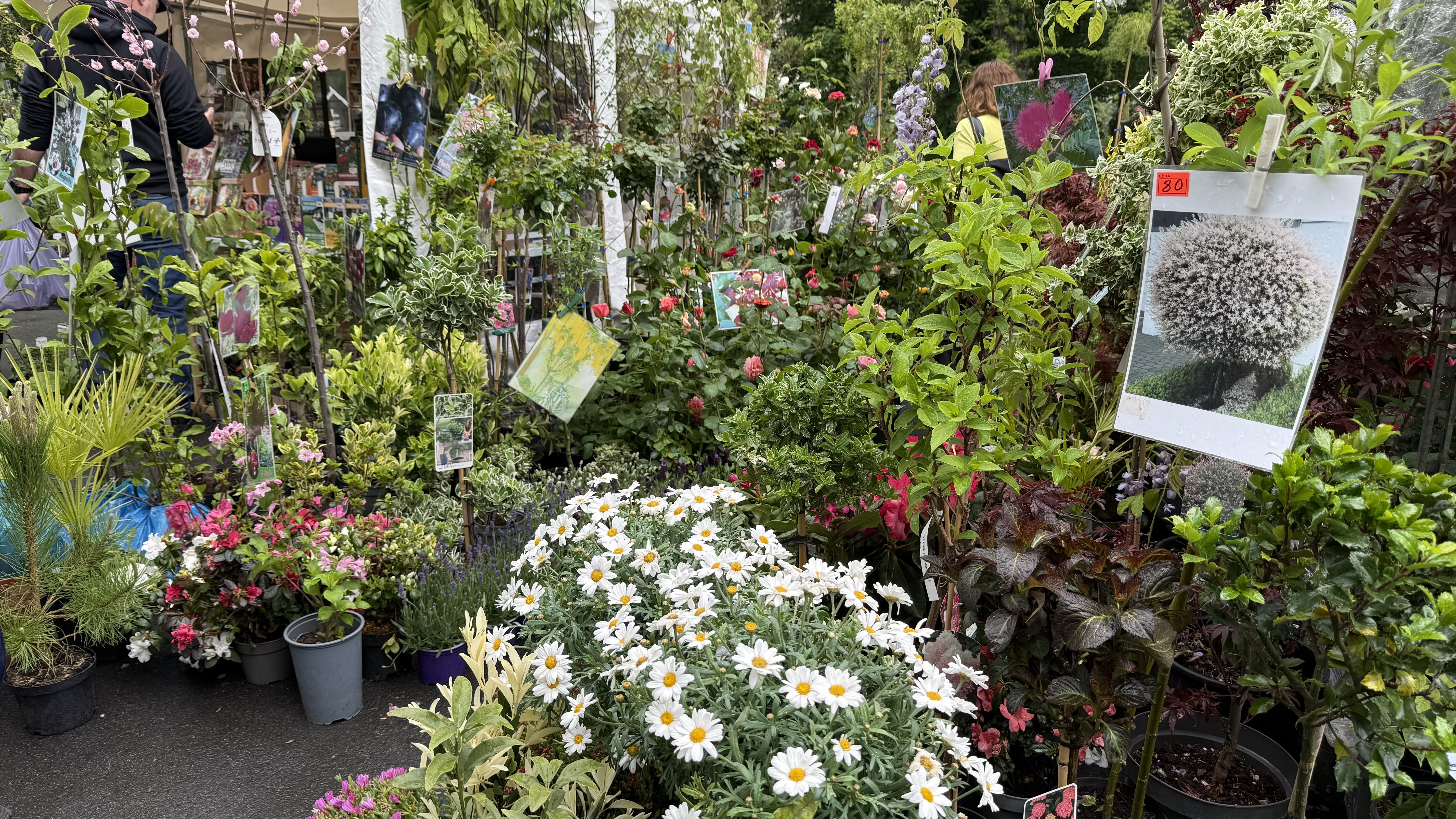 Explozie de flori și fructe exotice la Agronomie. Cât au plătit oamenii pentru „Mâna lui Buddha” „Banana Nordului” și smochinul mov