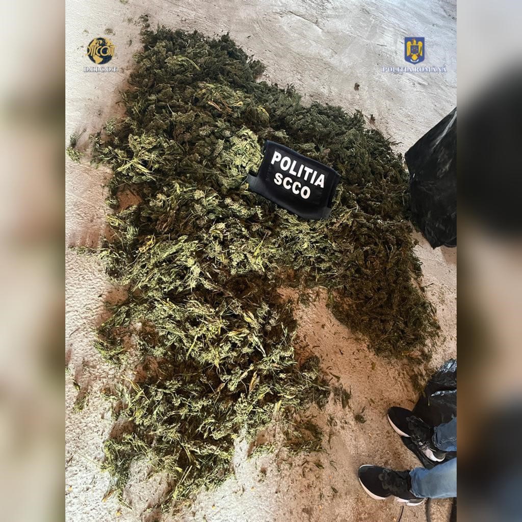 Aproape 1,3 tone de canabis au fost confiscate de DIICOT. Un inculpat, prins după ce s-au tras focuri de armă