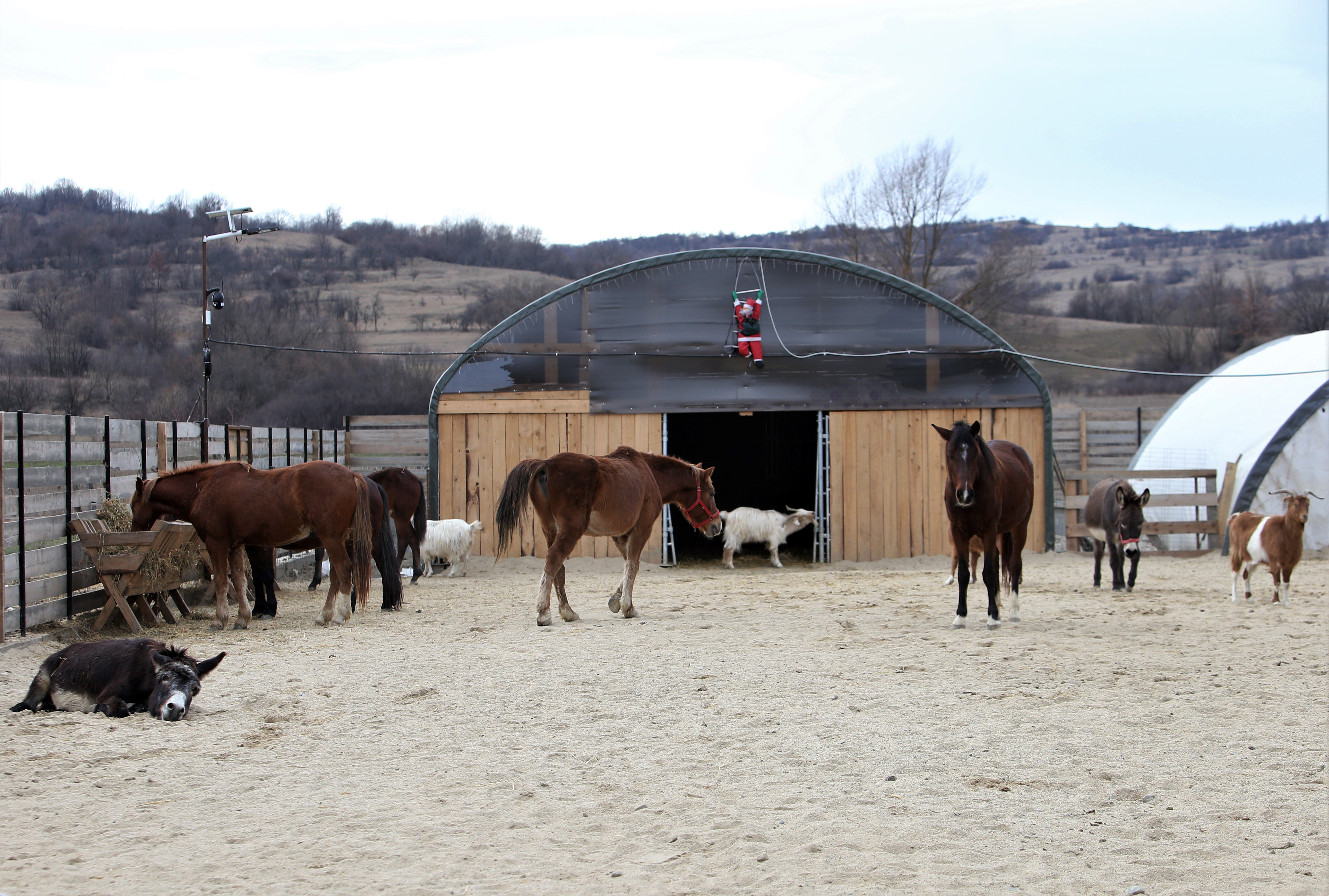 Povestea tristă a lui Papi, un pui de căprioară rănit, a însemnat începutul unui proiect uimitor: Sanctuarul Papi Land, locul unde animalele de fermă abuzate și torturate reînvață să trăiască
