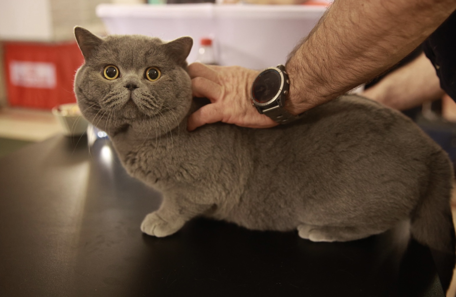 Pisici de top, priviri hipnotizante și povești spectaculoase. Cum a fost la Salonul Felin Internațional SofistiCAT