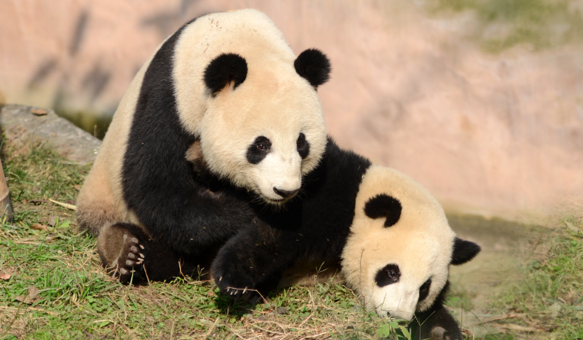 Cei doi urși panda Ping Ping și Fu Shuang, oferiți de Xi Jinping lui Donald Trump