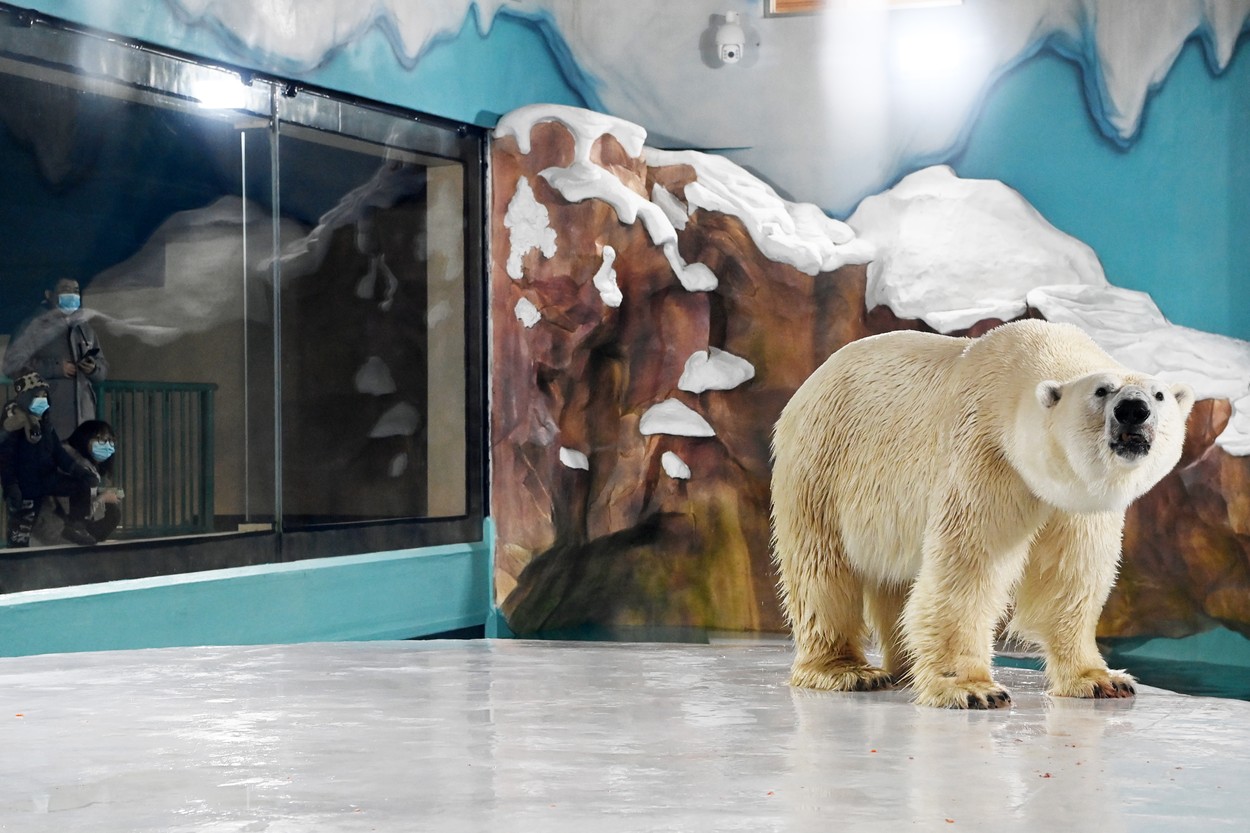 Ursul polar de la hotel. Atracția din China care i-a înfuriat pe activiștii pentru drepturile animalelor