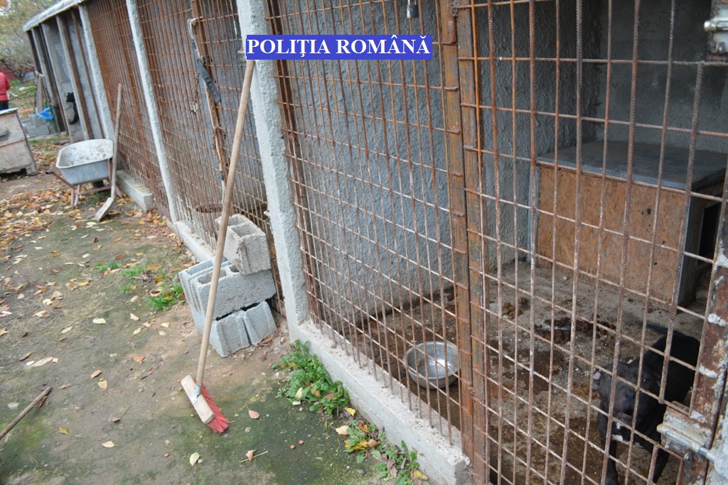 Aproape 50 de câini din rase periculoase, în curtea unui tânăr din Brăila, fără să fie în evidențe| FOTO