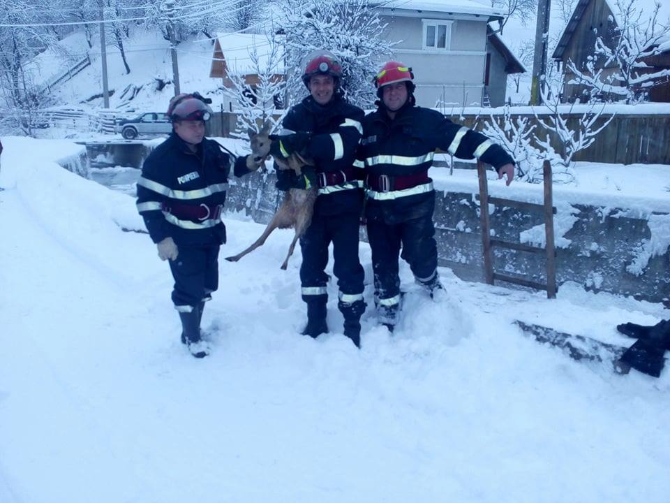 Pompierii au salvat un pui de căprioară din albia pârâului Valea Seacă