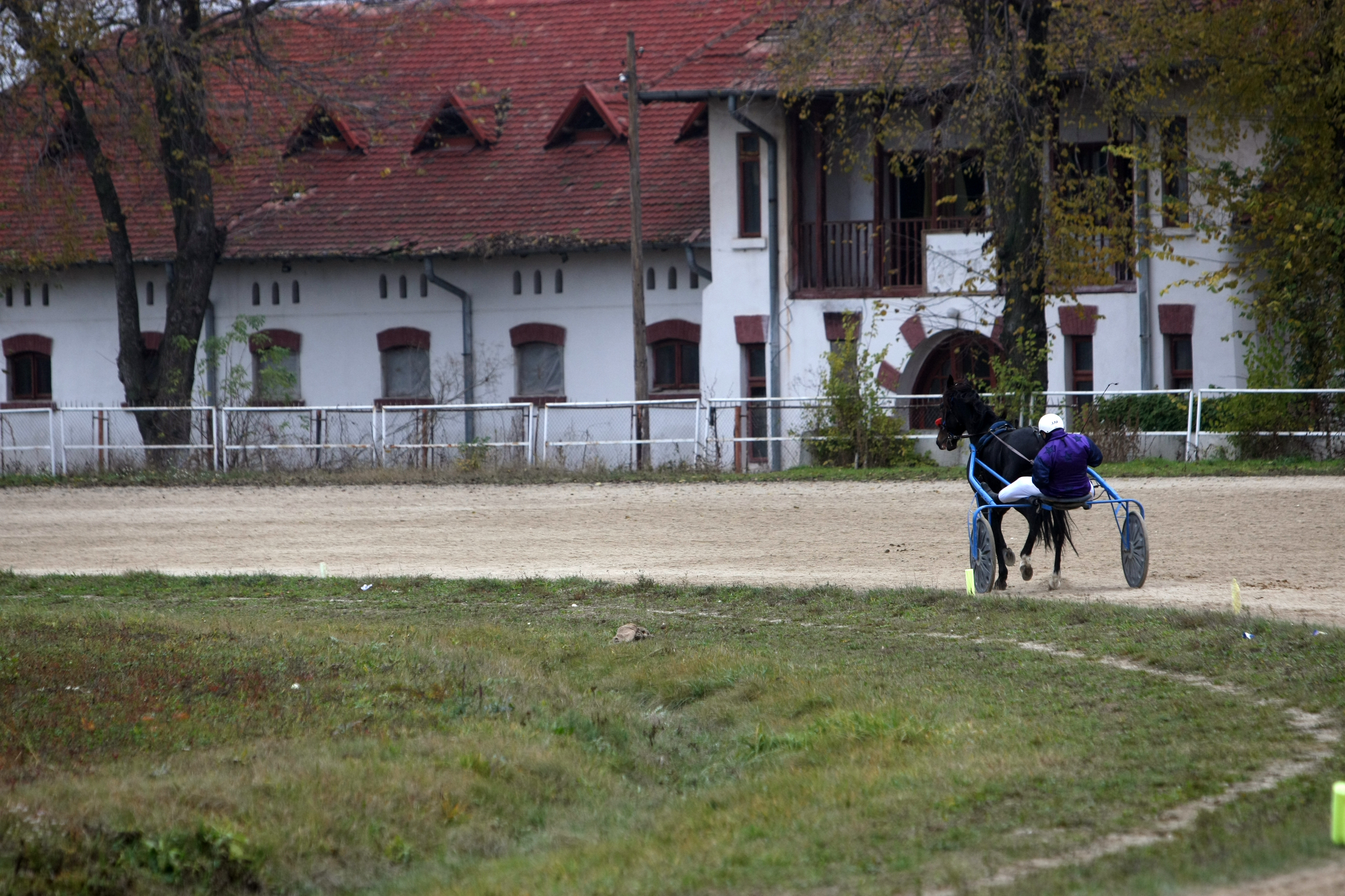 Povestea celui mai rapid cal trăpaș de trei ani: ^”Sunt în tratative să-l vând pe 5.000 de euro!”