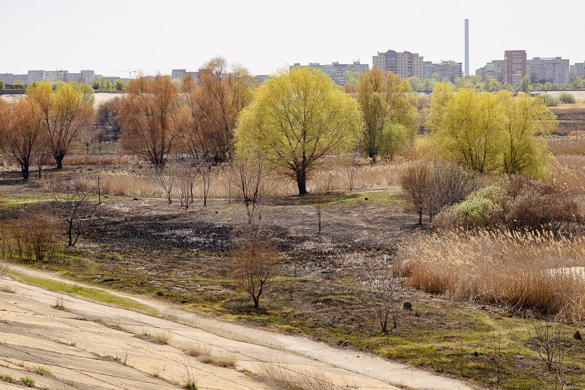 De ce arde Parcul Văcărești? Fără pază și fără regulament, „delta dintre blocuri” a ajuns un focar constant de incendii