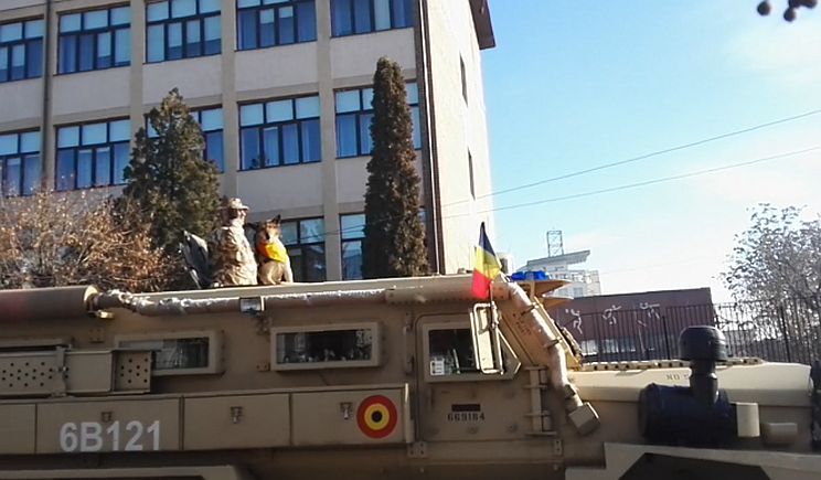 Câinele Biță, mândria Vâlcii, vedetă pe pagina de Facebook a MAPN-ului
