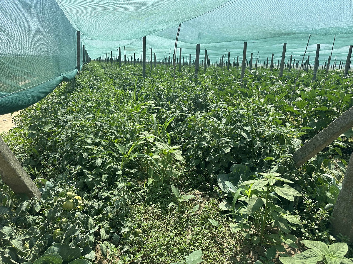 Cât costă un kilogram de roșii la producătorii din Delta Dunării. Le cultivă pe câmpul pe care îl irigă și le vând la tarabă, pe marginea șoselei