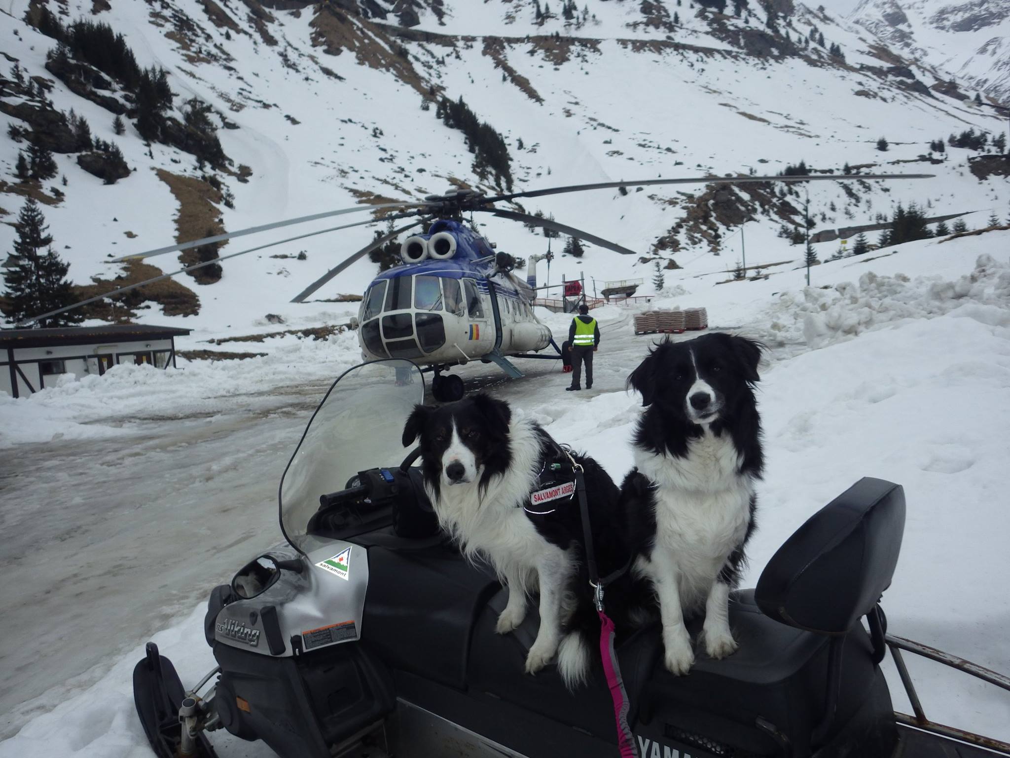 REPORTAJ/Povestea câinilor de avalanșă Helios și Dara sau încrederea de nezdruncinat dintre om şi animal: "Unde merg eu, merg şi ei"/ FOTO