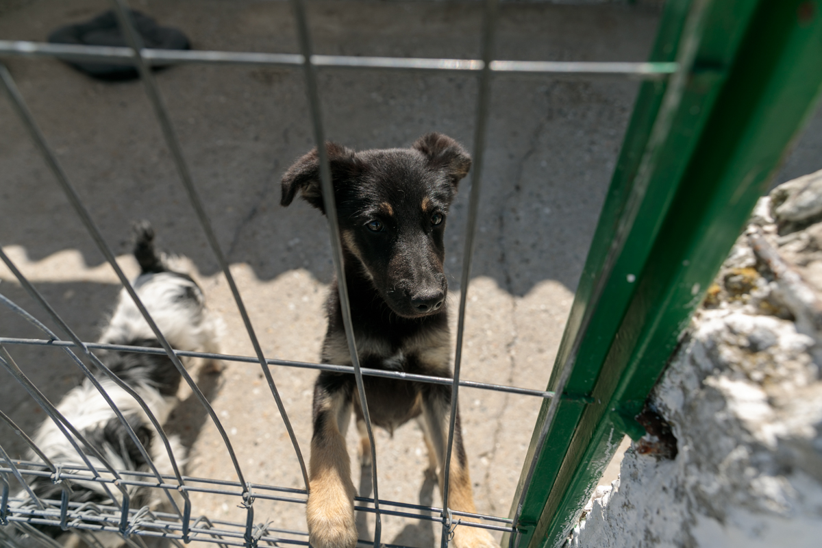 „Îi oferi o viață, iar când crește, îl arunci pe stradă. Ăsta este egoism”. Patru studenți din Turcia au grijă de câinii abandonați din București