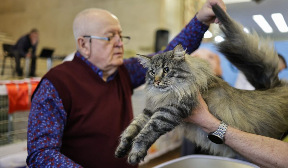 Expoziție de pisici la București: O nouă rasă de pisici va fi prezentată, în premieră, în România la evenimentul dedicat felinelor