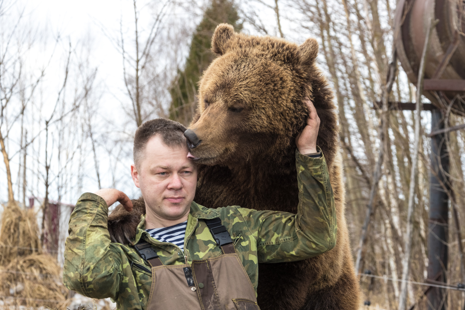 FOTO | Un urs căruia îi place să lingă mâinile oamenilor locuiește într-o bază militară rusească
