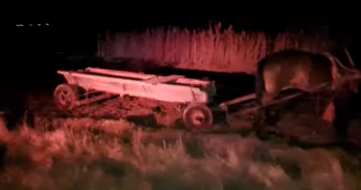 Un șofer și un cal au murit la Podu Iloaiei, în Iași. Filmul accidentului cu două mașini și o căruță care traversa noaptea șoseaua